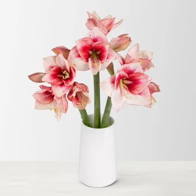 3 rot/weiße Amaryllis 'Showmaster'