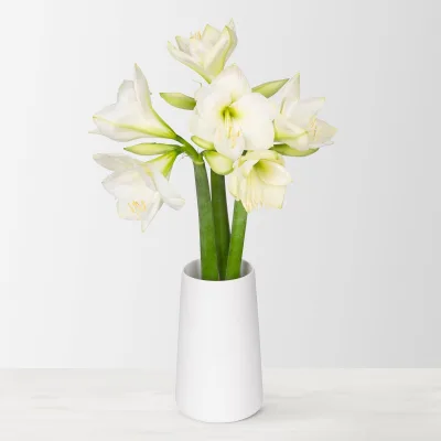 3 weiße Amaryllis 'White Sensation'