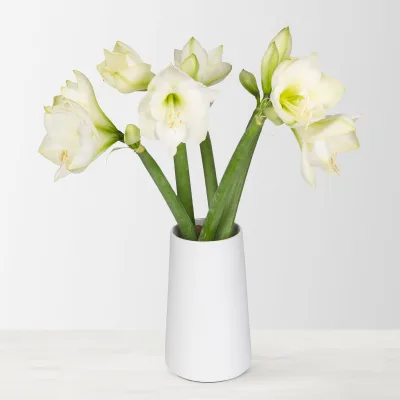 5 weiße Amaryllis 'White Sensation'