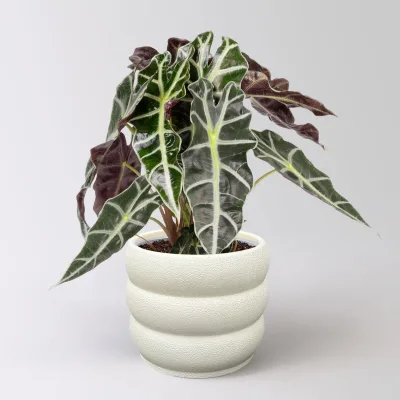 Alocasia 'Polly', in Keramiktopf Byron, Topf-Ø 17 cm, Höhe ca. 45 cm