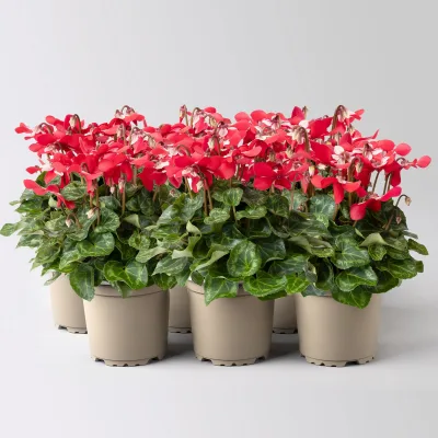 Alpenveilchen 'Exclusive® Djix', rot, Topf-Ø 10,5 cm, 6 Pflanzen