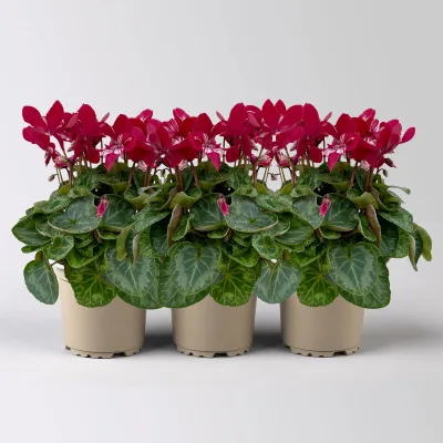 Alpenveilchen 'Exclusive® Djix', weinrot, Topf-Ø 10,5 cm, 3 Pflanzen