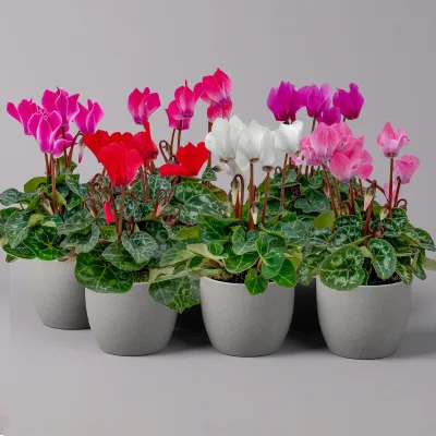 Alpenveilchen, Farben zufällig, Mini, Topf-Ø 6 cm, 10 Pflanzen