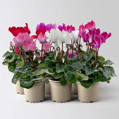 Alpenveilchen, Farben zufällig, Mini, Topf-Ø 6 cm, 6 Pflanzen