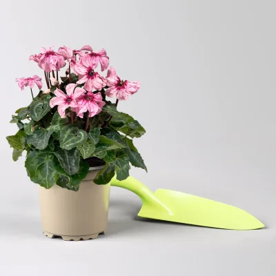 Alpenveilchen Illusia®, rosa, Topf-Ø 10,5 cm, 3 Pflanzen