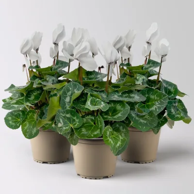 Alpenveilchen 'Meine Beste', weiß, Topf-Ø 13 cm, 3 Pflanzen
