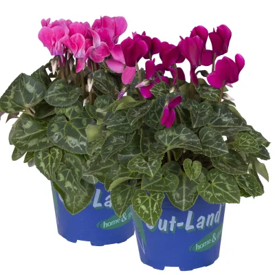 Alpenveilchen 'Outland', lila/rosa, Topf-Ø 10,5 cm, 6 Pflanzen