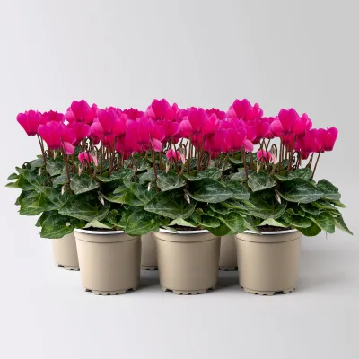 Alpenveilchen 'Outland', pink, Topf-Ø 10,5 cm, 6 Pflanzen