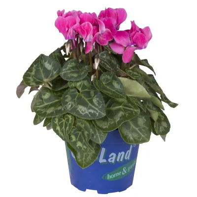 Alpenveilchen 'Outland', rosa, Topf-Ø 10,5 cm, 6 Pflanzen