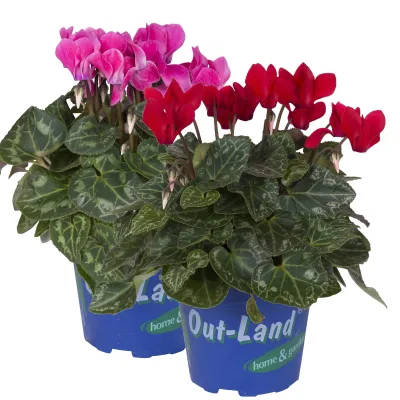 Alpenveilchen 'Outland', rot/rosa, Topf-Ø 10,5 cm, 6 Pflanzen