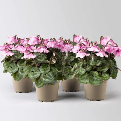 Alpenveilchen 'Petticoat Lightpink' hellrosa, Topf-Ø 10,5 cm, 4 Pflanzen