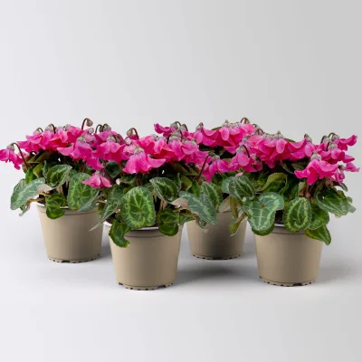 Alpenveilchen 'Petticoat Pink', pink, Topf-Ø 10,5 cm, 4 Pflanzen