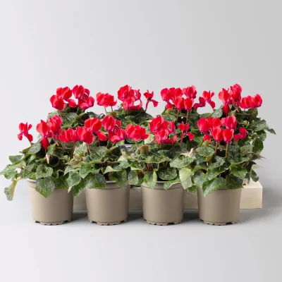 Alpenveilchen rot, Topf-Ø 10,5 cm, Höhe ca. 23 cm, 8 Pflanzen
