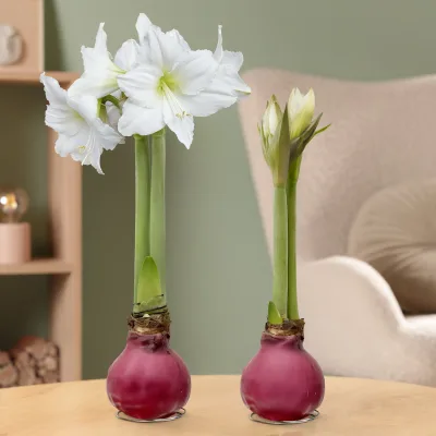 Amaryllis in Wachs, Dekor 'Basic Magenta', Blüte weiß, 2 Pflanzen