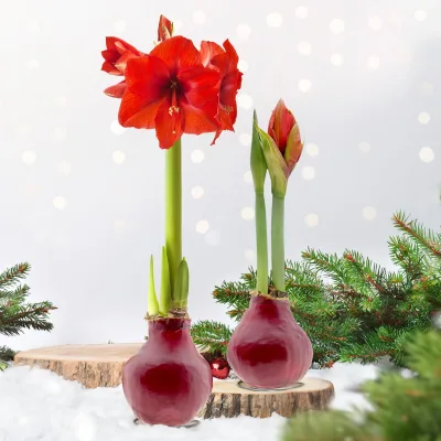 Amaryllis in Wachs, Dekor 'Basic Red burgundy', Blüte rot, 2 Pflanzen