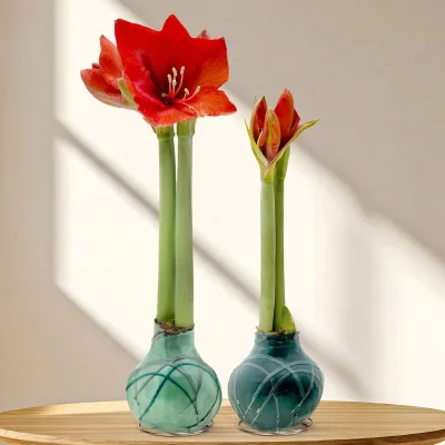 Amaryllis in Wachs, Dekor 'Forest', Farbe zufällig, Blüte rot, 2 Pflanzen