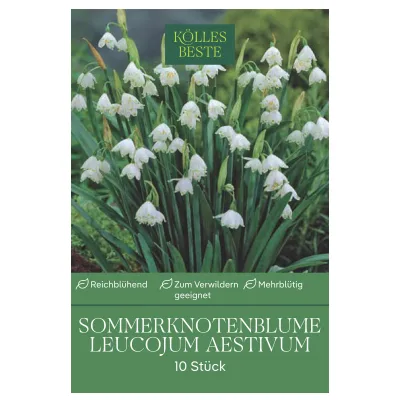Aprilbecher Leucojum aestivum, weiß, Größe 10/12, 10 Blumenzwiebeln