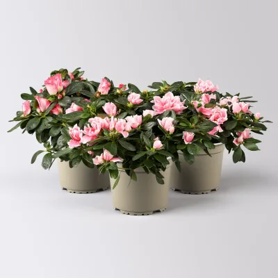 Azalee, 3er-Set, Rosa-/Weißtöne, gefüllt, Topf 12 cm Ø