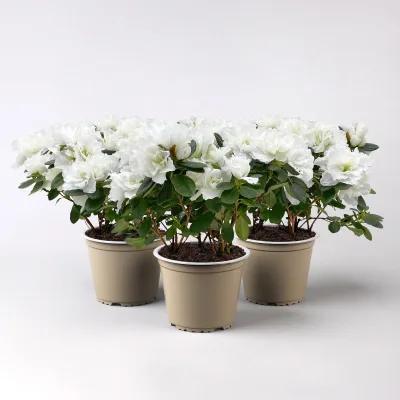 Azalee, 3er-Set, weiss gefüllt, Topf 12 cm Ø