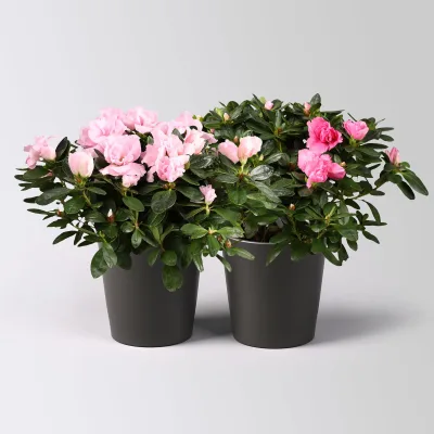 Azalee rosa gefüllt in Keramiktopf Dallas anthrazit, Topf-Ø 12 cm, 2er-Set