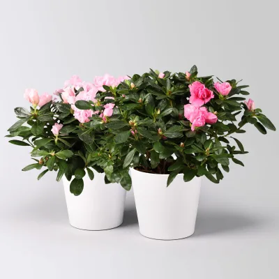 Azalee rosa gefüllt in Keramiktopf Dallas weiß, Topf-Ø 12 cm, 2er-Set