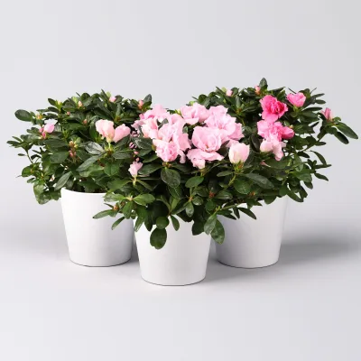 Azalee rosa gefüllt in Keramiktopf Dallas weiß, Topf-Ø 12 cm, 3er-Set