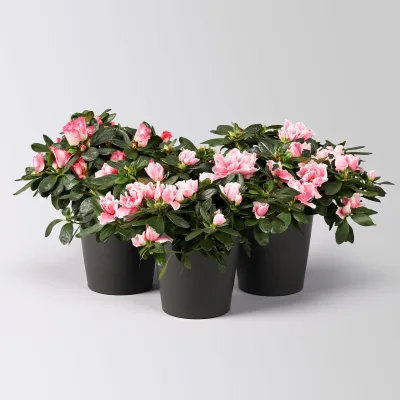 Azalee, rosa-weiß gefüllt im Keramiktopf Dallas anthrazit, Topf-Ø 12 cm, 3er-Set