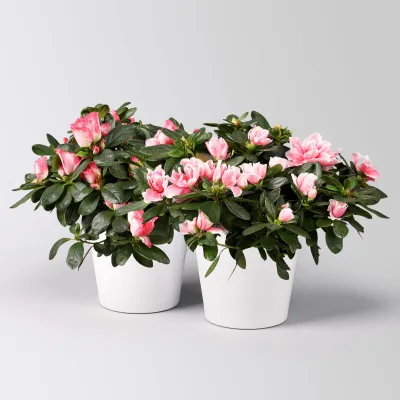 Azalee rosa-weiß, gefüllt, mit Keramiktopf Dallas weiß, Topf-Ø 12 cm, 2er-Set