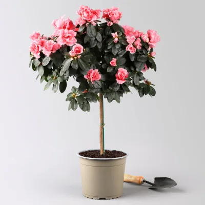 Azalee, Stämmchen, Farbe zufällig, gefüllt, Topf-Ø 19 cm, Höhe ca. 65 cm