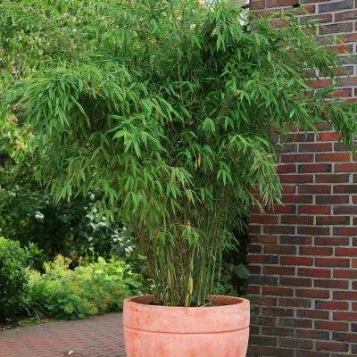 Bambus, Fargesia 'Jumbo', Höhe 40-60 cm, Topf 5 Liter, 30 Stück