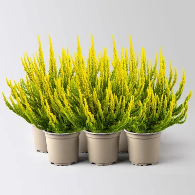 Besenheide SKYLINE®, gelbgrün, Topf-Ø 12 cm, 6 Pflanzen