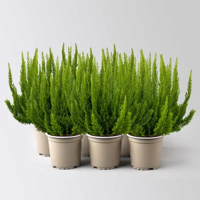 Besenheide SKYLINE®, grün, Topf-Ø 12 cm, 6 Pflanzen