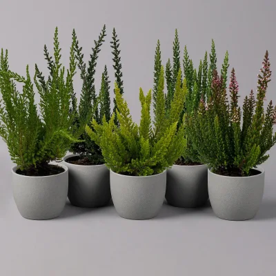 Besenheide SKYLINE®, Mischung zufällig, Topf-Ø 6,5 cm, 12 Pflanzen