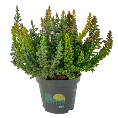 Besenheide SKYLINE® 'Trio', Mischung zufällig, Topf-Ø 6,5 cm, 12 Pflanzen