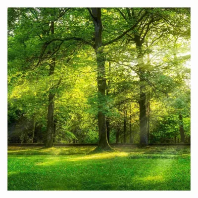 Bilderwelten Fototapete Grün 240x240 cm