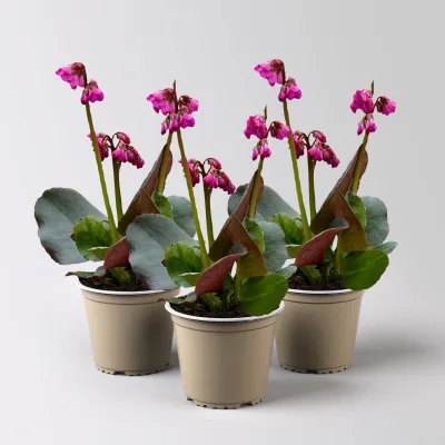 Bio Bergenie 'Eroica' violettrot, Topf-Ø 12 cm, 3 Pflanzen