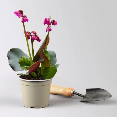 Bio Bergenie 'Eroica' violettrot, Topf-Ø 12 cm