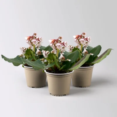 Bio Bergenie 'Harzkristall' rosa-weiß, Topf-Ø 12 cm, 3 Pflanzen