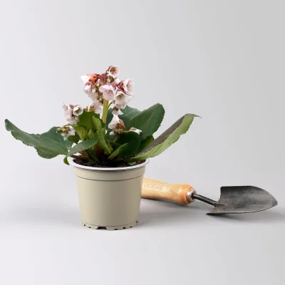 Bio Bergenie 'Harzkristall' rosa-weiß, Topf-Ø 12 cm