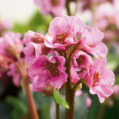 Bio Bergenie 'Rosenkristall' rosa, Top-Ø 12 cm