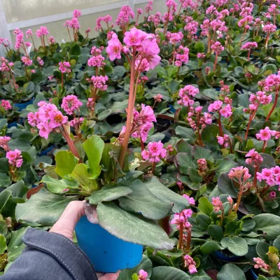 Bio Bergenie 'Rosenkristall', rosa, Topf-Ø 12 cm, 3 Pflanzen