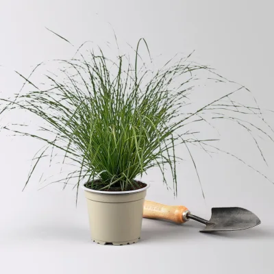 Bio Bergsegge 'Raureif', grün-creme gestreift, Topf-Ø 12 cm