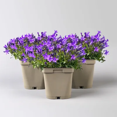 Bio Campanula portenschlagiana blau, Topf 11x11 cm, 3 Pflanzen