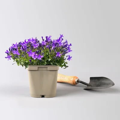Bio Campanula portenschlagiana blau, Topf 11x11 cm