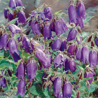 Bio Campanula punctata 'Kent Belle' violett, Topf 11x11 cm