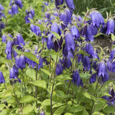 Bio Campanula punctata 'Sarastro', blauviolett, Topf 11x11 cm, 3 Pflanzen