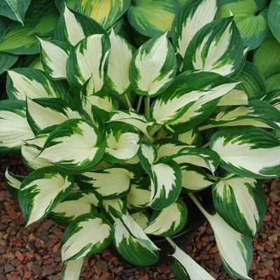 Bio Funkien 'Fire and Ice' lavendel, Topf 11x11 cm, 3 Pflanzen
