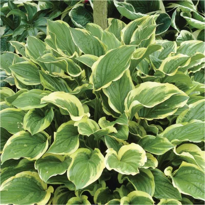 Bio Funkien 'Fragrant Bouquet', hellviolett, Topf 11x11 cm, 3 Pflanzen