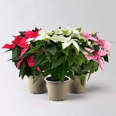 Bio Herbststern 'Princettia'®, rosa, pink & weiß, Topf-Ø 12 cm, 3 Pflanzen