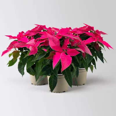 Bio Herbsttern, Euphorbia 'Princettia®', dunkelrosa, Topf-Ø 12 cm, 3 Pflanzen